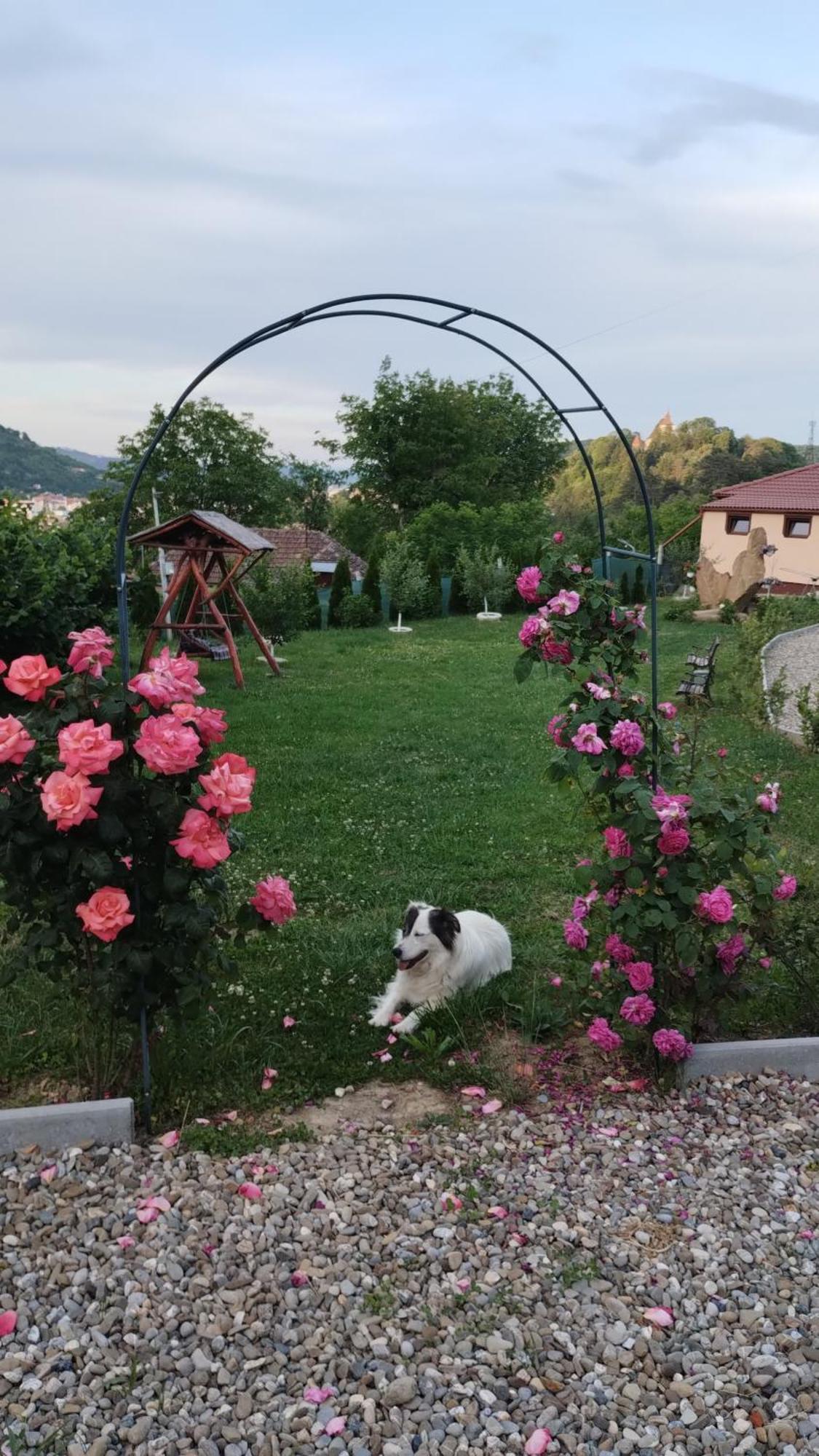 Chalets Du Bf Сигишоара Экстерьер фото